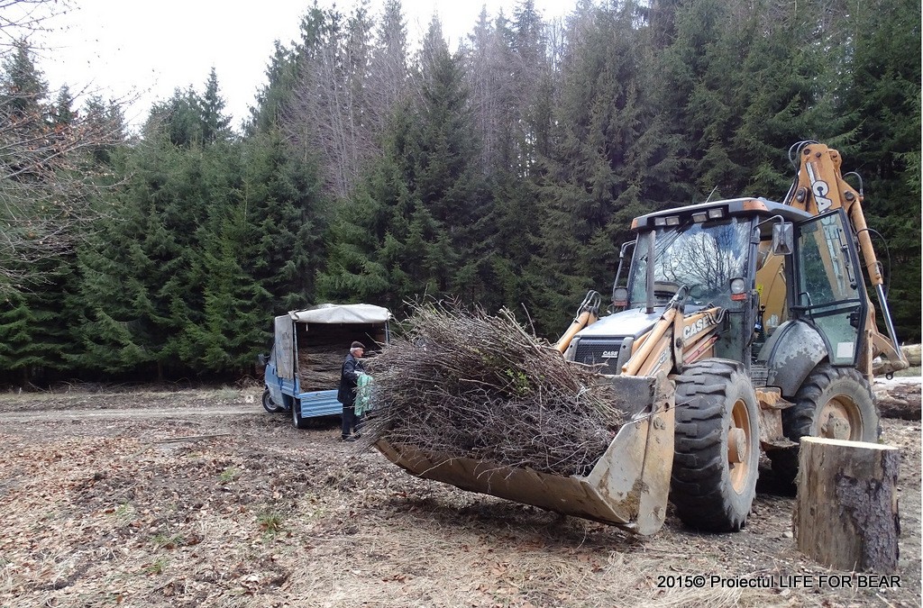 Îmbunătățirea ofertei trofice favorabile hrănirii naturale a ursului în vecinătatea zonei de conflict – C4