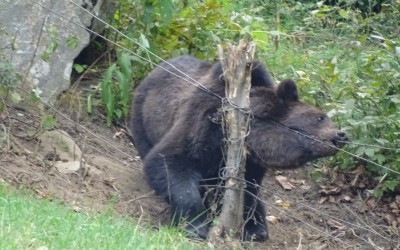 Releasing the bear from the snare, Bear team